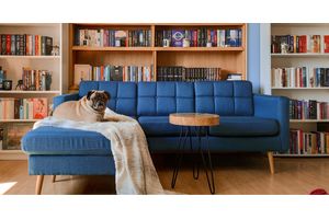 Bien choisir son canapé pour une maison avec animaux
