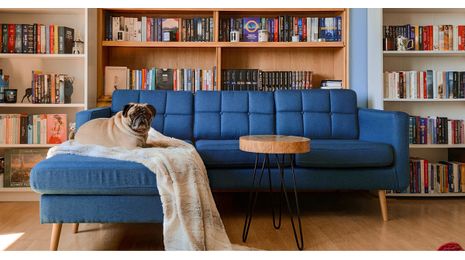 Bien choisir son canapé pour une maison avec animaux